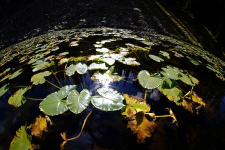Lily pads in dark water with sunlight glowing in detail reflecting the sky pine trees and sunshineの写真素材