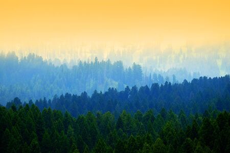 Stormy forest in mountains pine trees in clouds and foggy weather