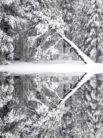 Winter pine trees frozen forest snow covered pines amazine wilderness cold reflection in waterの写真素材
