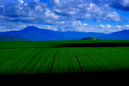Detail of field of grain crop growing with mountains agricultureの写真素材