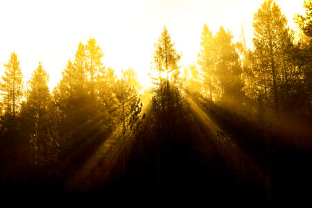 Sunbeams sunrays streaming through pine trees in forest with misty fog morning warmth