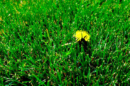 Single dandelion growing in yard of lush green grassの写真素材