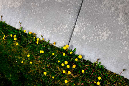 Dandelions and grass growing next to concrete sidewalk pathwayの写真素材