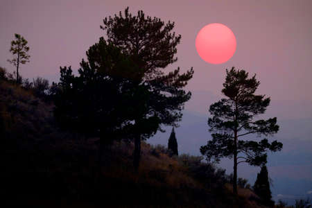 Trees and large sun in orange sky settingの写真素材