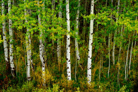 Aspen trees in fall with autumn colors lush forest birchの写真素材