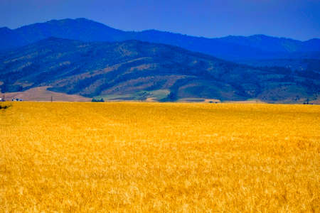 Mountains wheat fields farming grain ready to harvestの写真素材