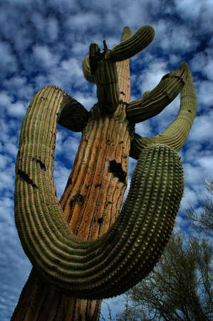 Detail cactus cacti in Arizona desertの写真素材