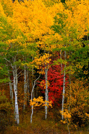 Aspen trees in fall with autumn colors lush forest birch red maplesの写真素材