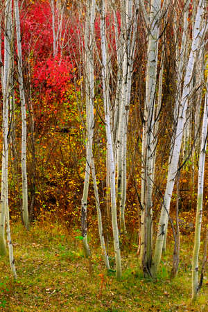 Aspen trees in fall with autumn colors lush forest birch red maplesの写真素材