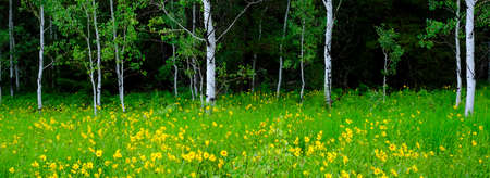 Grove of Aspen trees in meadow with yellow sunflowers lush green growthの写真素材