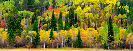 Forest of aspen birch and pine trees forrest wild wilderness mountainsの写真素材
