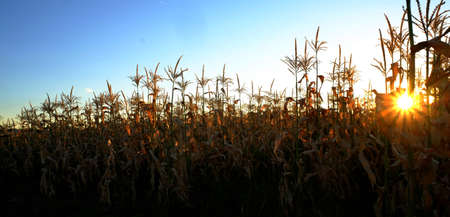 Crop of corn in cornfield field grain growing farmingの写真素材