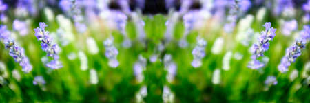 Several pink spring flowers with blue backgroundの写真素材