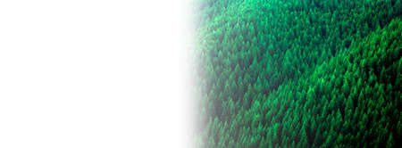 Forest of lush green pine trees in wilderness mountains rugged fading to white backgroundの写真素材