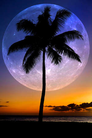 Palm Trees with Bright Big Moon Sunset Tropical Paradiseの写真素材