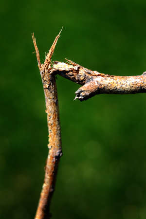 Broken branch from tree or bush cracked representing break or endの写真素材