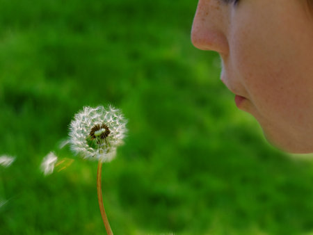Happy girl blowing dandelion seeds from stem green grass contentの写真素材
