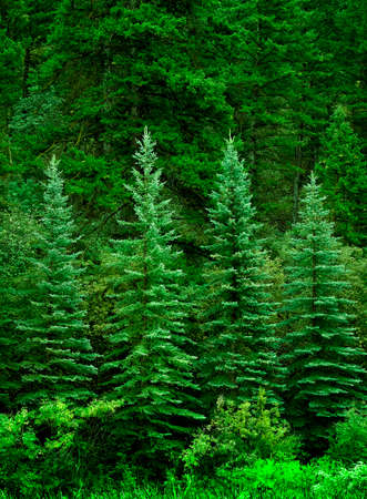 Lush green pine trees forest in wilderness growthの写真素材
