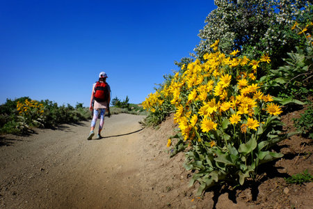 Young girl hiking on trail in forest with wildflowers yellowの写真素材