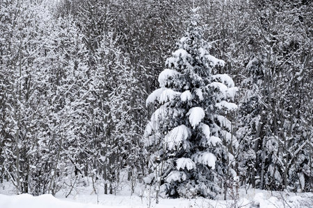 Pine trees forest in winter covered in fresh snow wilderness wildの写真素材