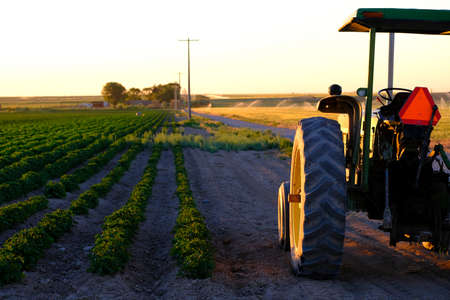 Old farm tractor in field with growing crops and late sunlightの写真素材