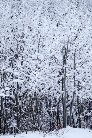 Aspen trees in winter wilderness forest landscapeの写真素材
