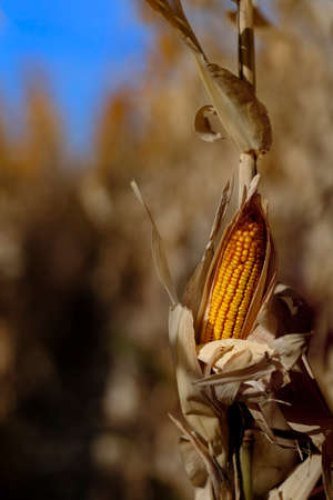 Detail of growing corn in field ready for harvest agricultureの写真素材