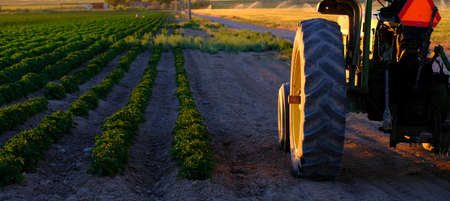 Old farm tractor in field with growing crops and late sunlightの写真素材