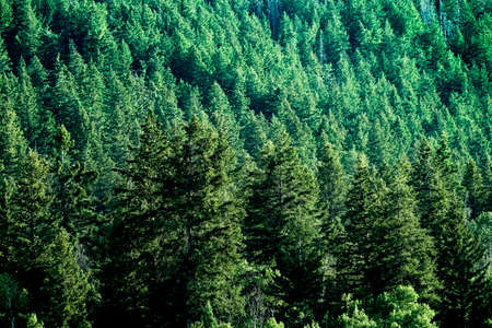 Pine forest in wilderness mountains pine trees new growth green greenery