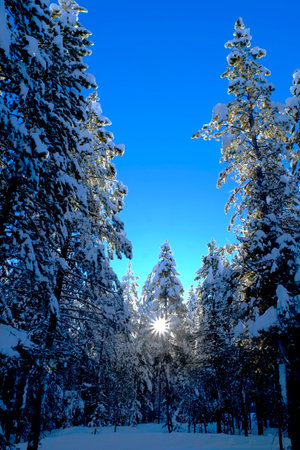 Winter scene of snowy forest pine trees with shunshine and blue skyの写真素材