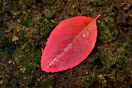 Closeup of red autumn leaf on dark dirt ground with water dropsの写真素材
