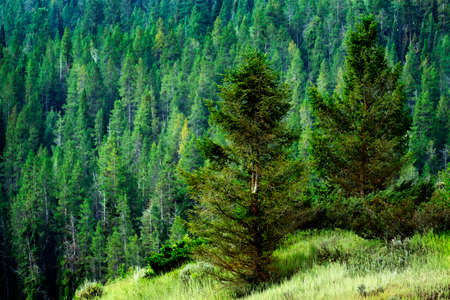 Lush green pine forest on mountain wilderness growthの写真素材