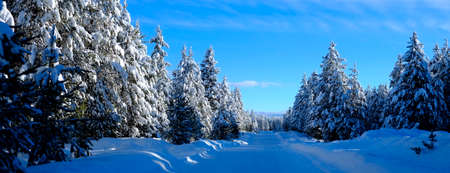 Winter scene of snowy forest pine trees with shunshine and blue skyの写真素材