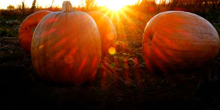Pumpkins orange harvest in field with sunset sunstar crops fieldの写真素材