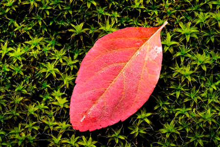 Closeup of red autumn leaf on lush green moss with water dropsの写真素材