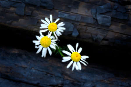 Wildflowers growing on burnt logs trees forest fire in nature growthの写真素材