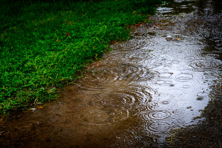 Grassy lawn area and water puddle with rain drops splashing downの写真素材