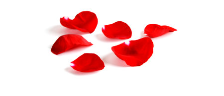 Several Red Rose petals Isolated on white backgroundの写真素材