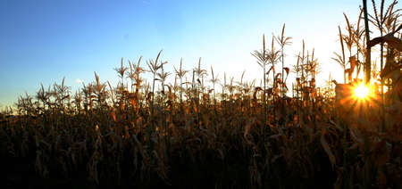 Crop of corn in cornfield field grain growing farmingの写真素材