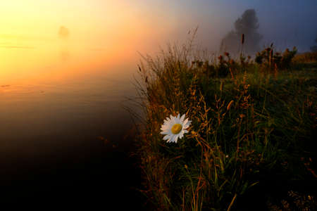 Single wild white daisy on bank of river with fog or mist and morning sunrise sunlight goldenの写真素材