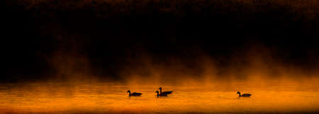 Several Canadian geese swimming in mountain river with mist or fog and pine trees in backgroundの写真素材