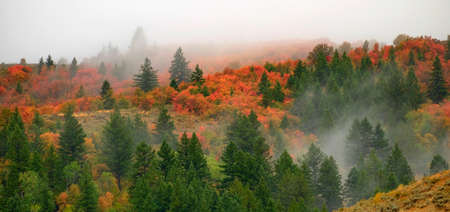 Autumn fall maple and pine trees on mountainside with fog fadingの写真素材