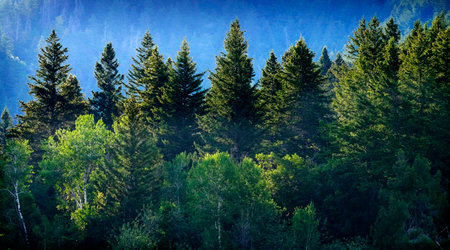Pine forest in wilderness mountains pine trees new growth green greenery grain field farmingの写真素材