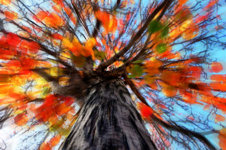 Upward view of fall tree with colorful leaves and blue sky