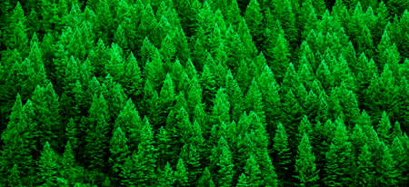 Detail of lush green pine forest of trees on mountainside in wilderness showing environmentの写真素材