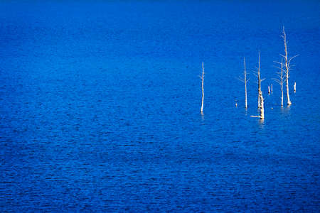 Several old dead pine trees in blue water of lake or riverの写真素材