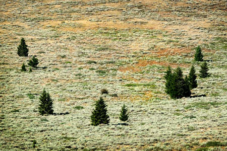 Several small pine trees on mountainside forest with lone isolated treeの写真素材