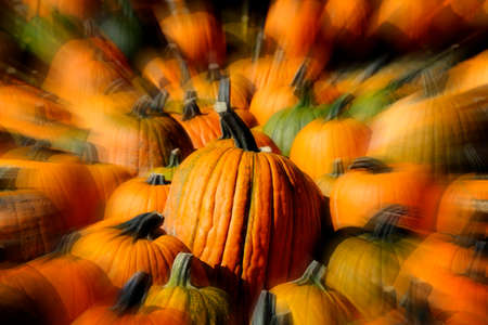 Pumpkins in a pile on the ground harvested in the fall autumnの写真素材