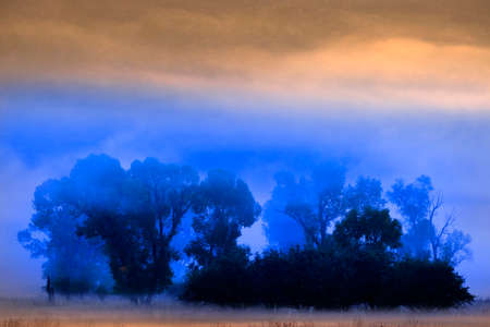 Scenic view of foggy valley meadow with trees and morning sunlightの写真素材