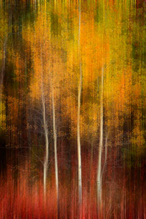 Autumn aspen trees fall colors golden leaves and white trunk bark maple redの写真素材